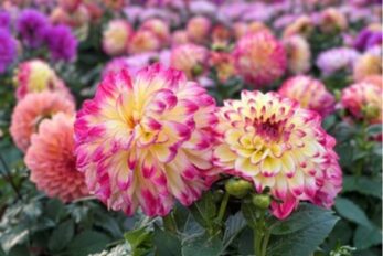 图6 上海虹桥花谷大丽花